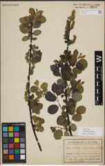 Foto von Salix myrsinifolia Salisb.